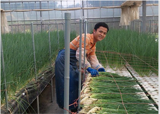 農業実習生　ネギ農家（ベトナム）
